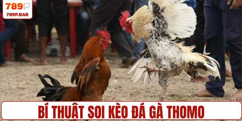 Bí thuật soi kèo đá gà Thomo cực kỳ hiệu quả