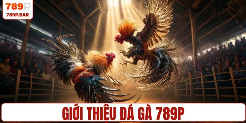 Đá gà 789P là sự lựa chọn hàng đầu của hội viên