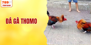 Đá Gà Thomo - Sân Chơi Đẳng Cấp Quy Tụ 10.000 Kê Thủ