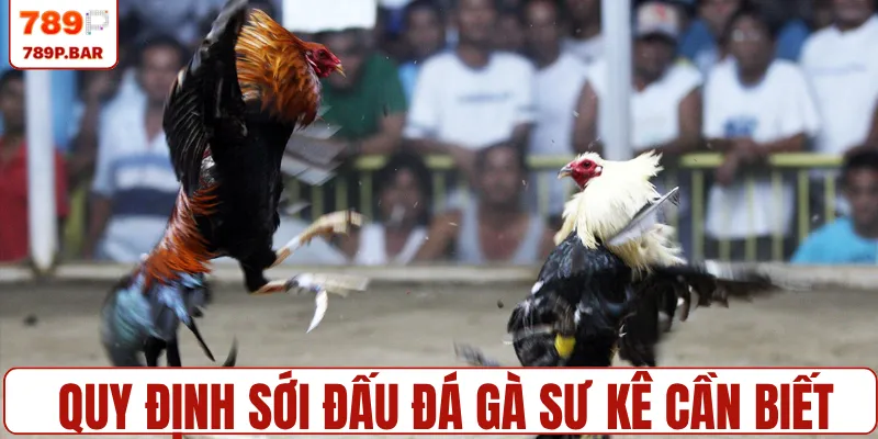 Quy định sới đấu đá gà sư kê cần biết